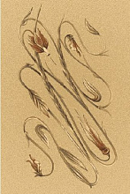 OPAL DANAE sahara
