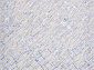LIMAN-A F164 CREAM-BLUE