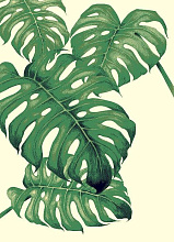 Ковер с цветами SCANDINAVIAN MONSTERA 2