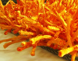 длинноворсовый Шегги TW orange