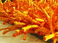 длинноворсовый Шегги TW orange