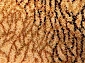 ISFAHAN BELLONA amber