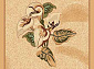 MORANO ORKiDE BEIGE