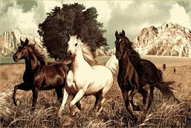 Фауна 148 Скакуны