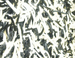 Ковер длинноворсовый Шегги TW black-white КРУГ/ОВАЛ 