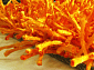 длинноворсовый Шегги TW orange КРУГ/ОВАЛ 