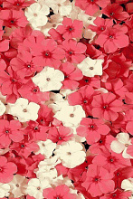 Ковер HUNNU Цветы 6A1963-175