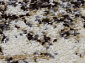 SUNRISE 2 D450 GRAY-BEIGE Овал