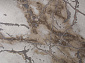 GRAFF 3270 GRAY-BEIGE