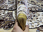 NIGIN MANOLYA IRANI 8077 BEIGE Овал