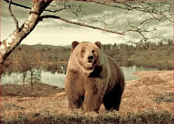 Ковер Фауна 149 Медведь