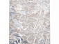 Ковровая Дорожка PERU D070A CREAM SHIRINK / BLUE FDY