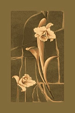 OPAL  SKYLLA  oлива