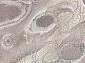 ISFAHAN BELLONA heather