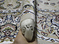 MASHAD PRESTIGE 02847A CREAM / CREAM Овал